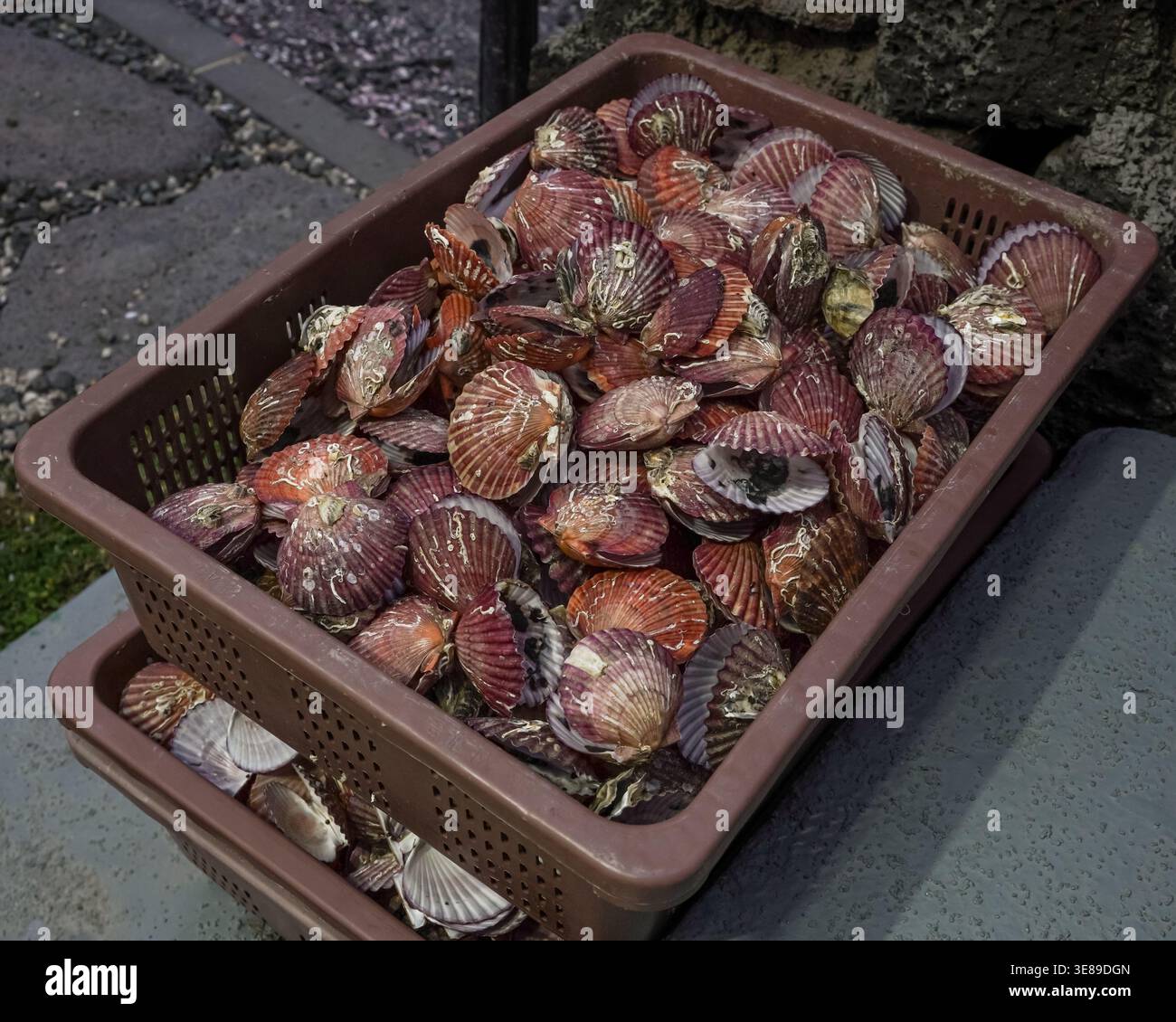 Red scallop shells piled in a plastic basket outdoors Stock Photo