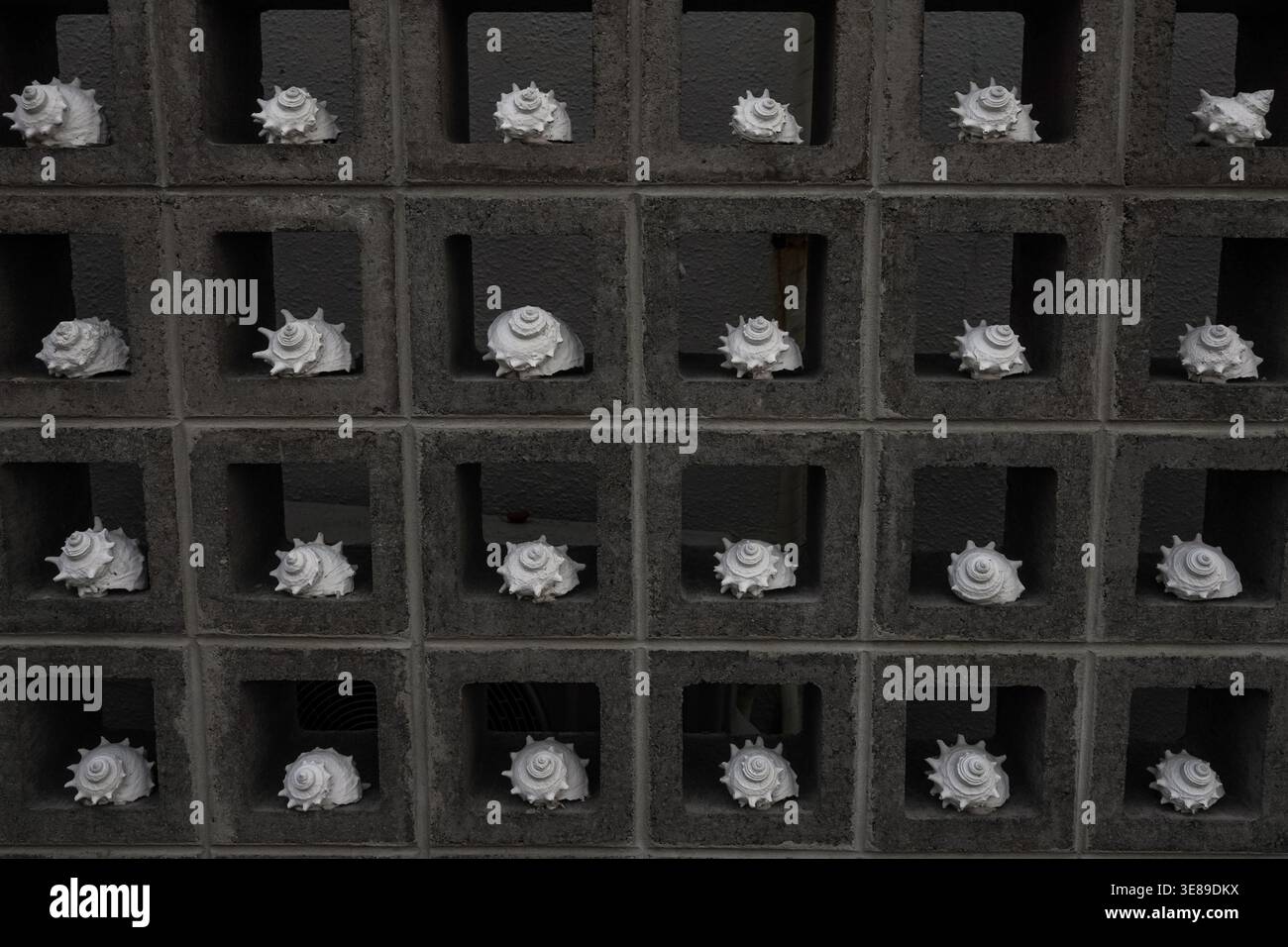 White seashells displayed in a concrete block wall pattern Stock Photo