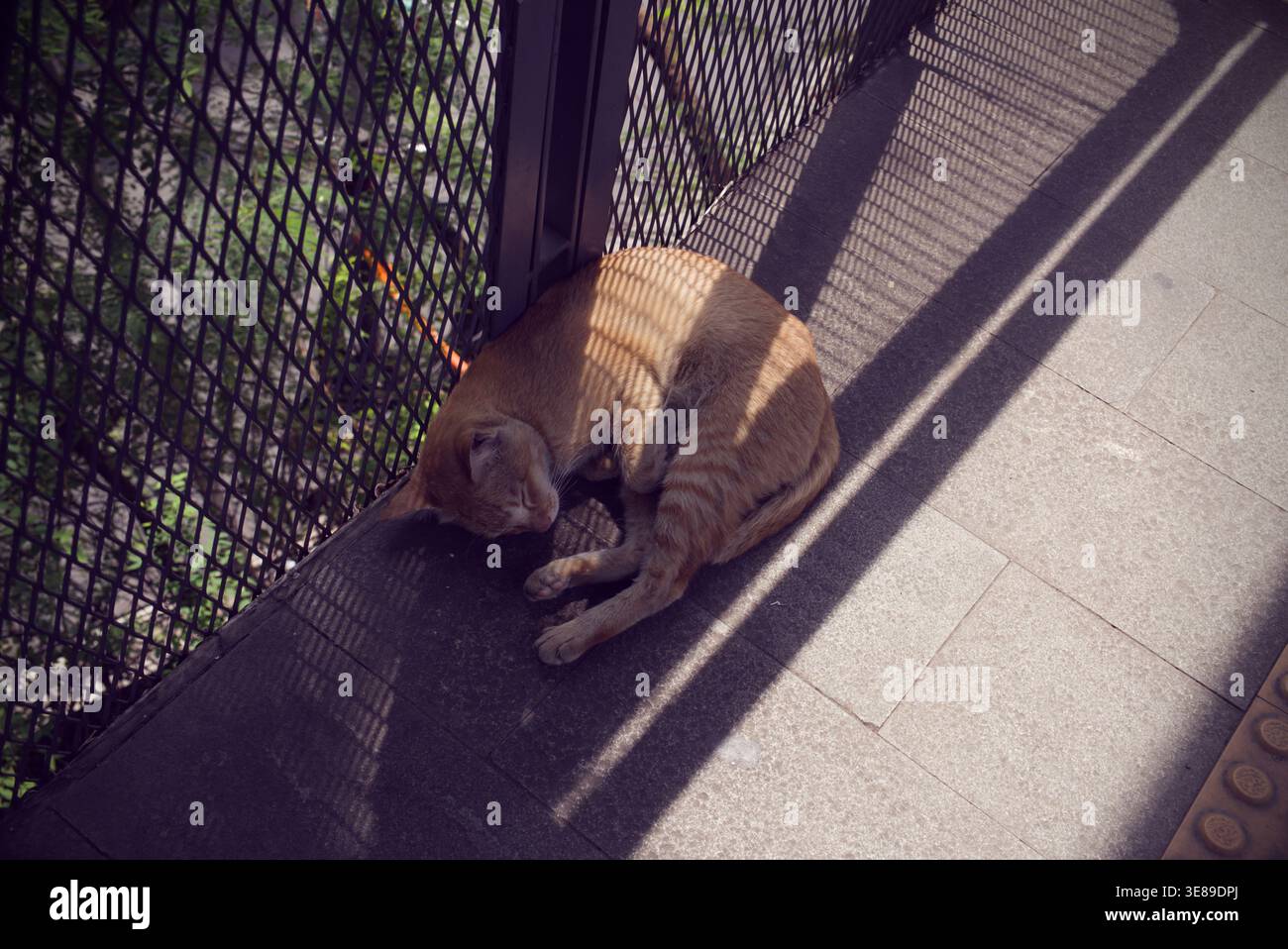 Orange Cat Sleeping Peacefully on Urban Pedestrian Bridge Stock Photo
