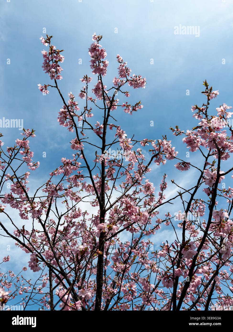 Pink Cherry Blossoms Against Blue Spring Sky Stock Photo