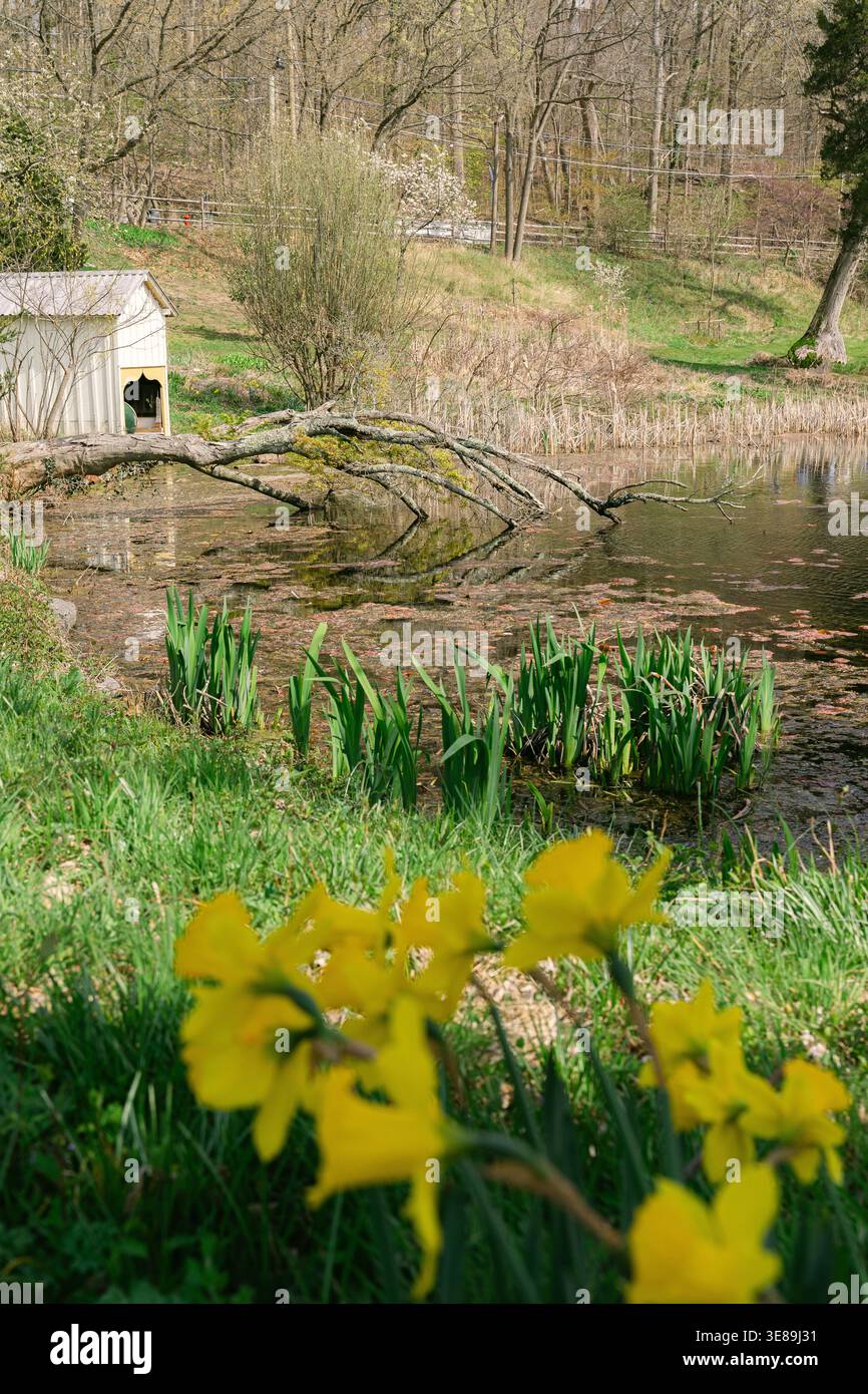 Daffodils and Pond in Early Spring Stock Photo