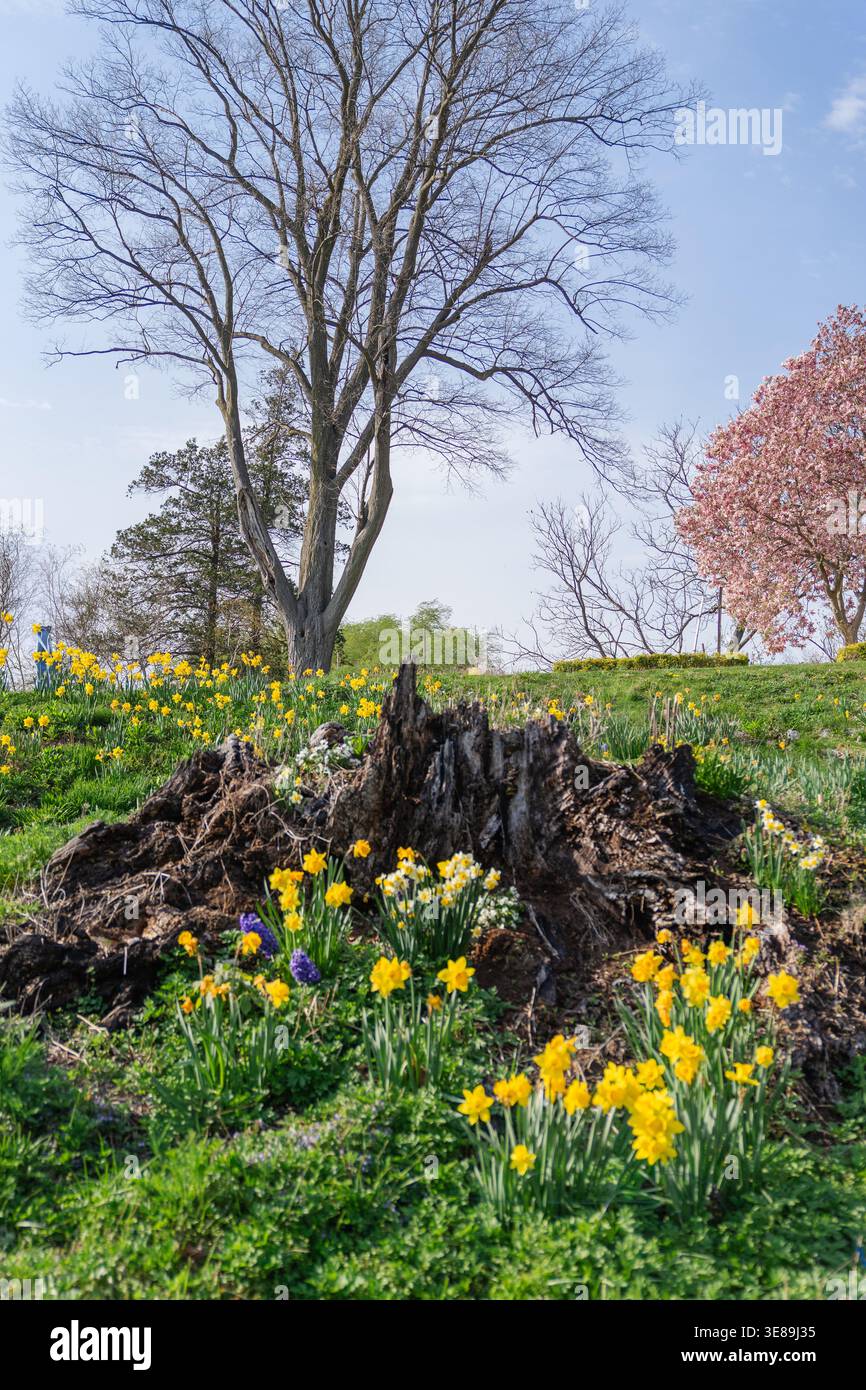 Tree stump with spring flowers and daffodils blooming Stock Photo