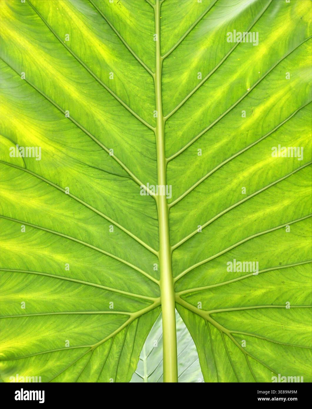 Leaf vein structure hi-res stock photography and images - Alamy
