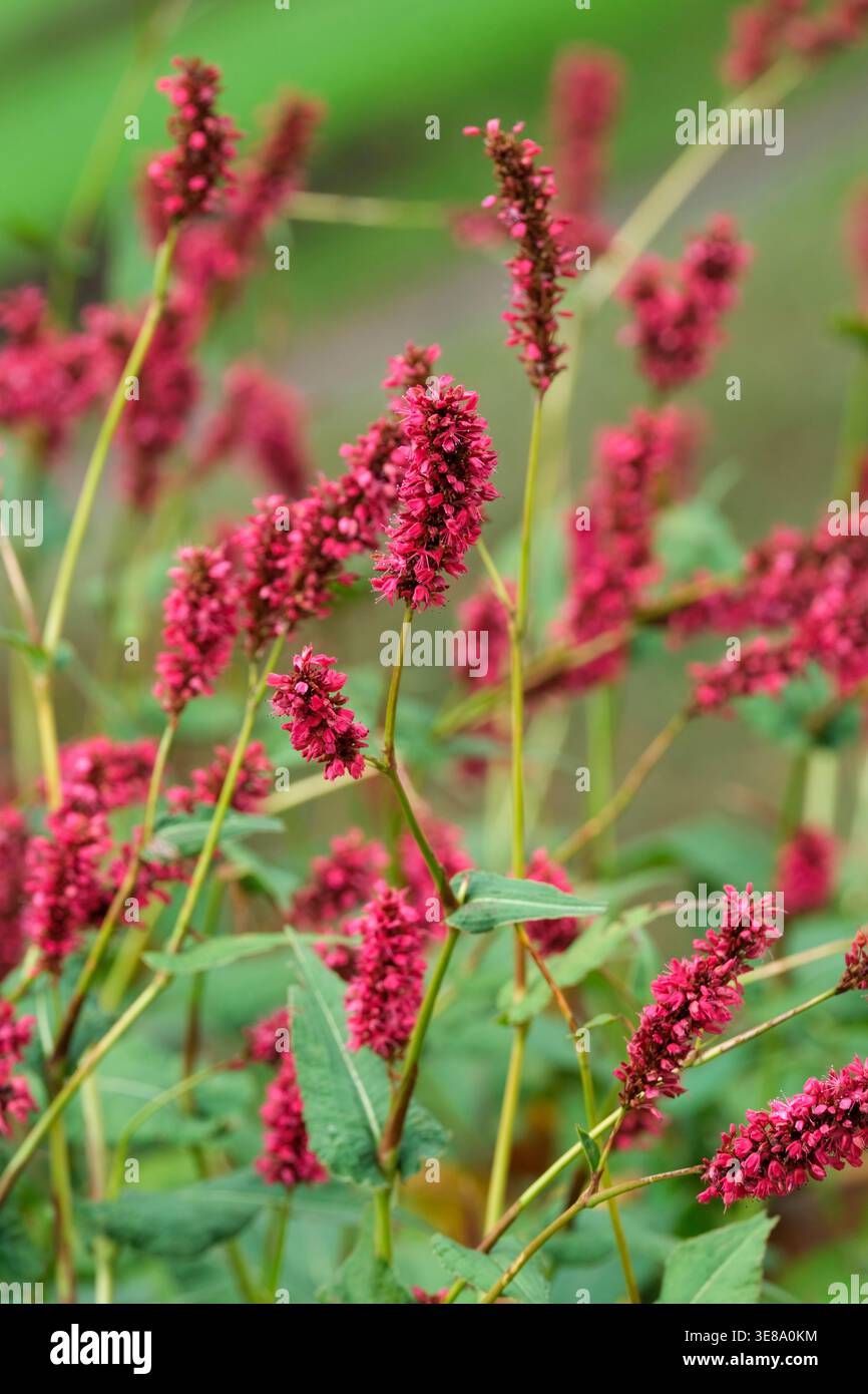 Bistorta amplexicaulis Fat Domino, red bistort Fat Domino, relatively broad spikes of deep blood-red flowers Stock Photo