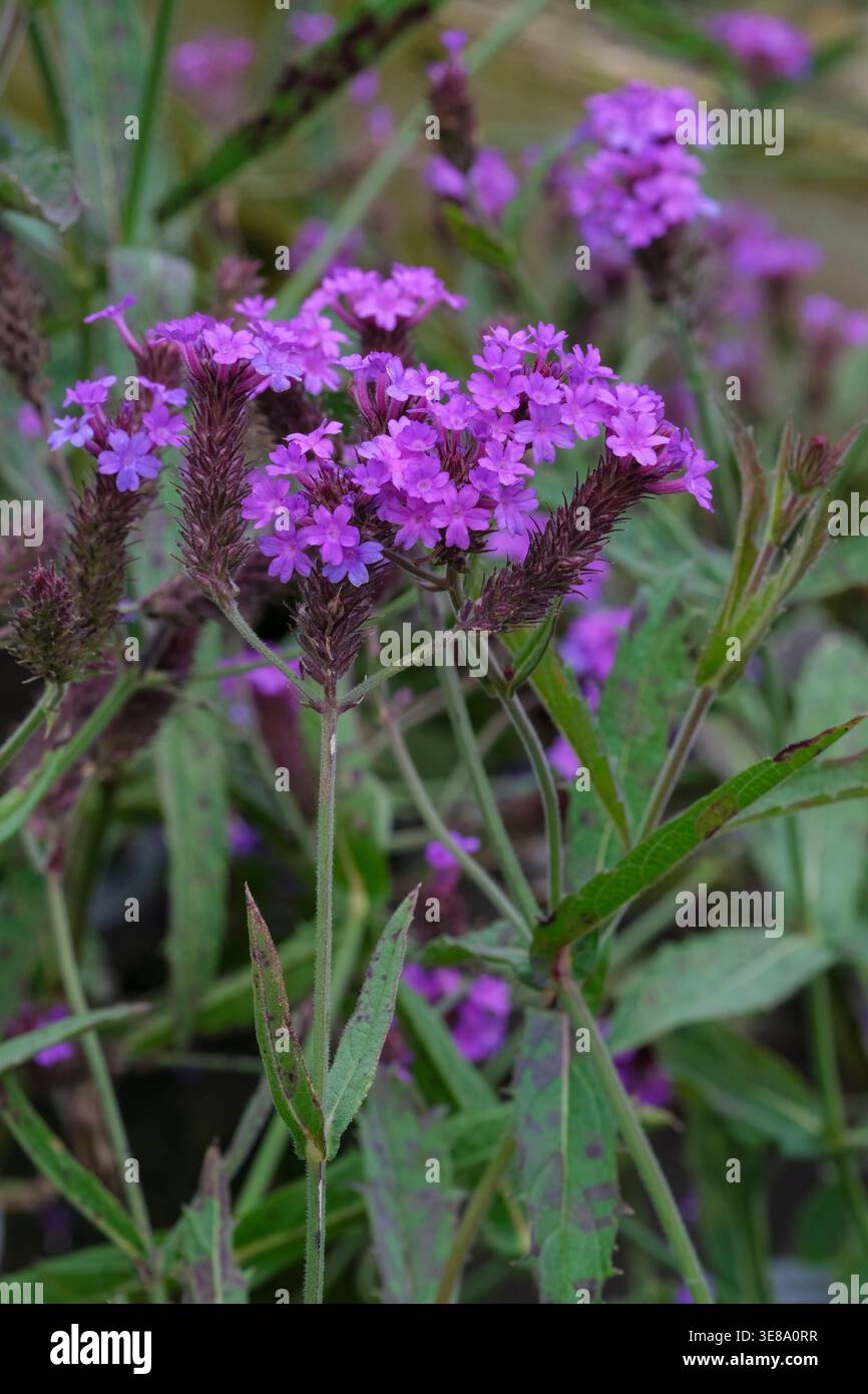 Verbena rigida, slender vervain, clusters of bright purple flowers on branched stems Stock Photo
