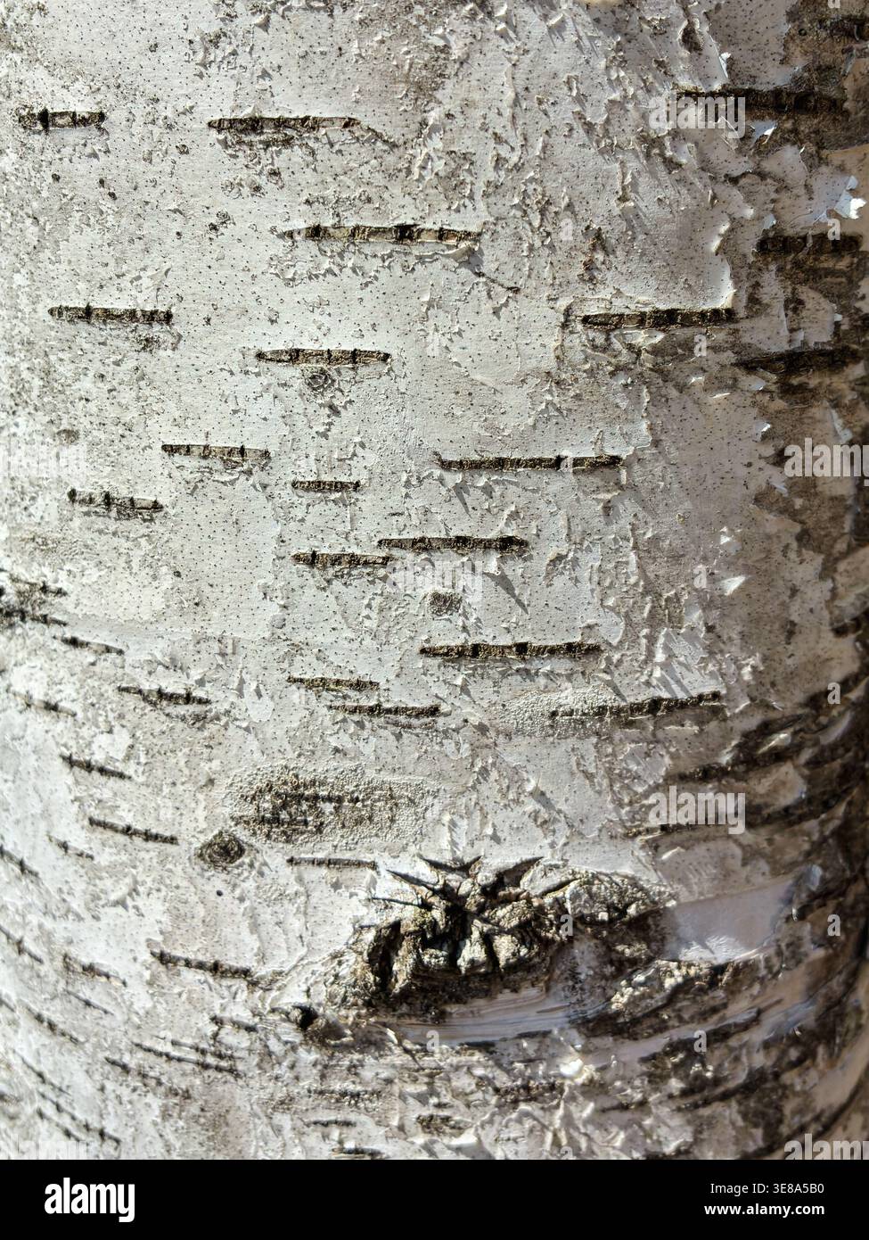 The birch bark texture pattern wooden background. Macro shot. Texture made of birch tree bark. Beautiful birch trunk background. Stock Photo