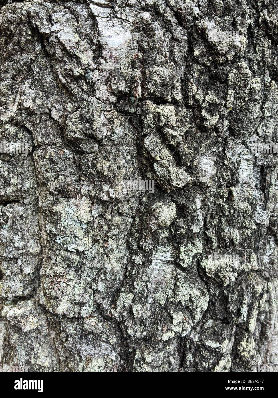 The birch bark texture pattern wooden background. Macro shot. Texture made of birch tree bark. Beautiful birch trunk background. Stock Photo