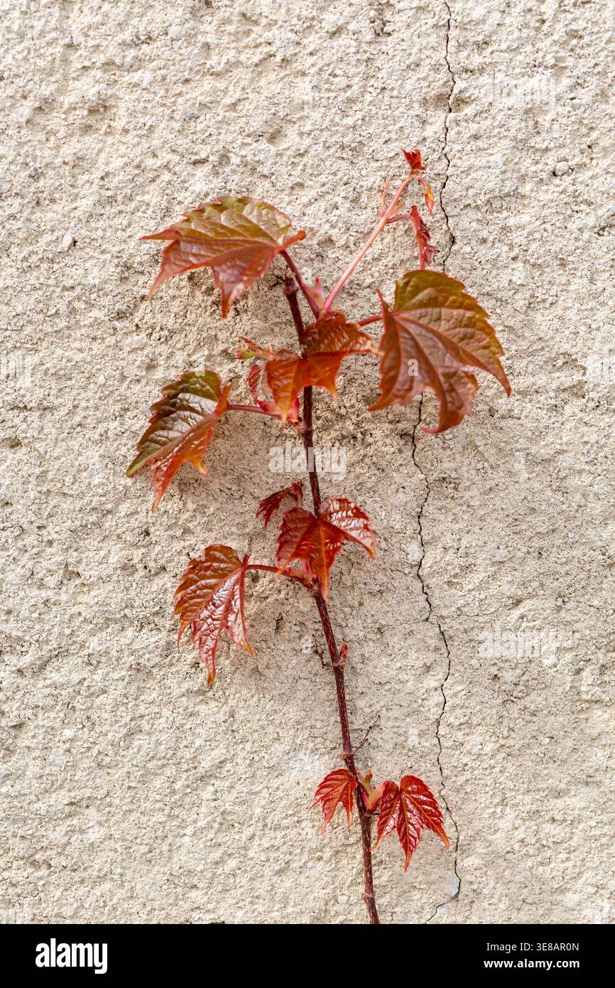 Red and green vine leaves grow against a textured beige wall, highlighting the interaction between plant life and urban surfaces Stock Photo