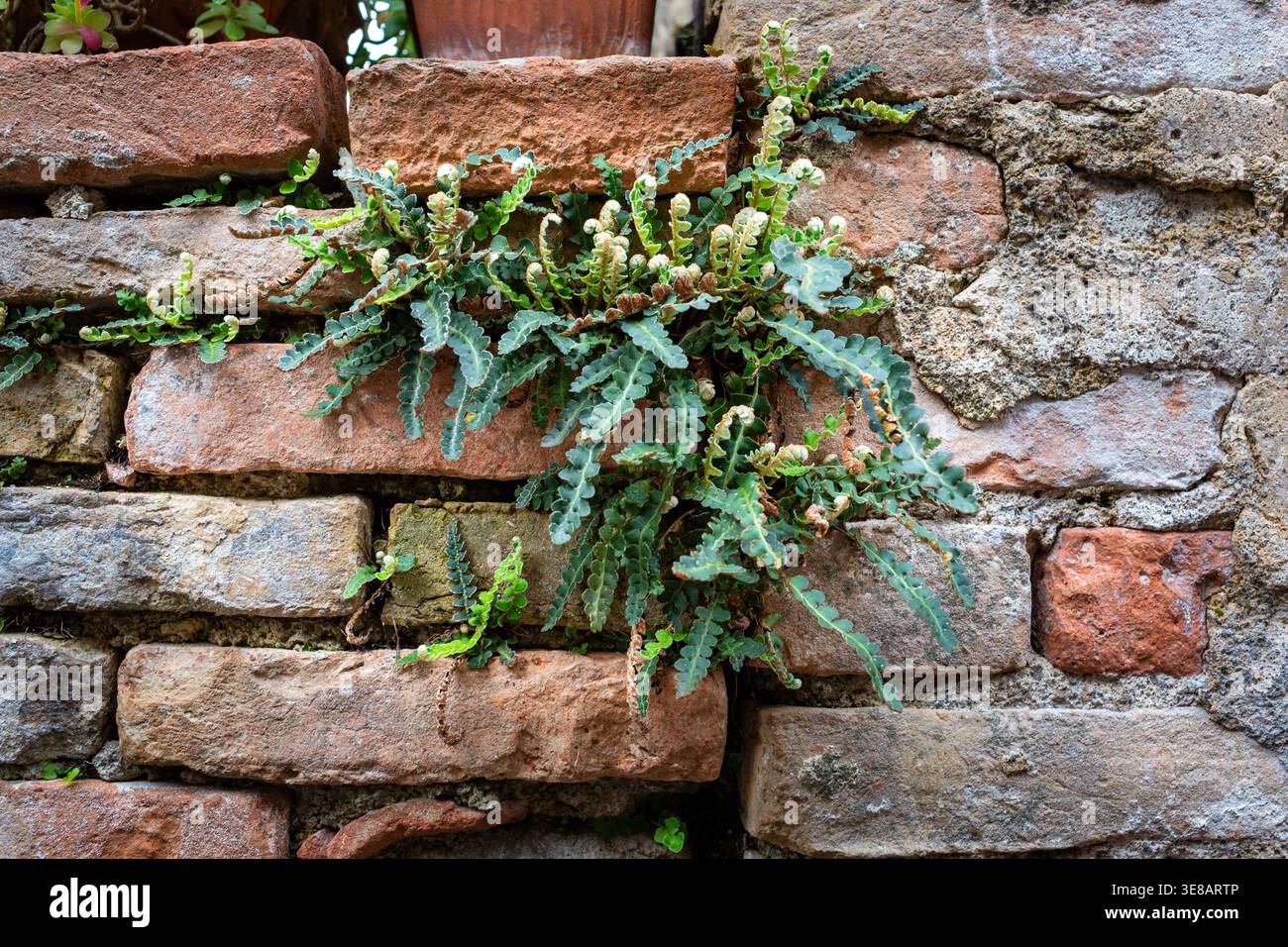 Green ferns thrive on a textured brick wall, displaying a mix of red and brown tones, highlighting the interaction between plant life and masonry Stock Photo