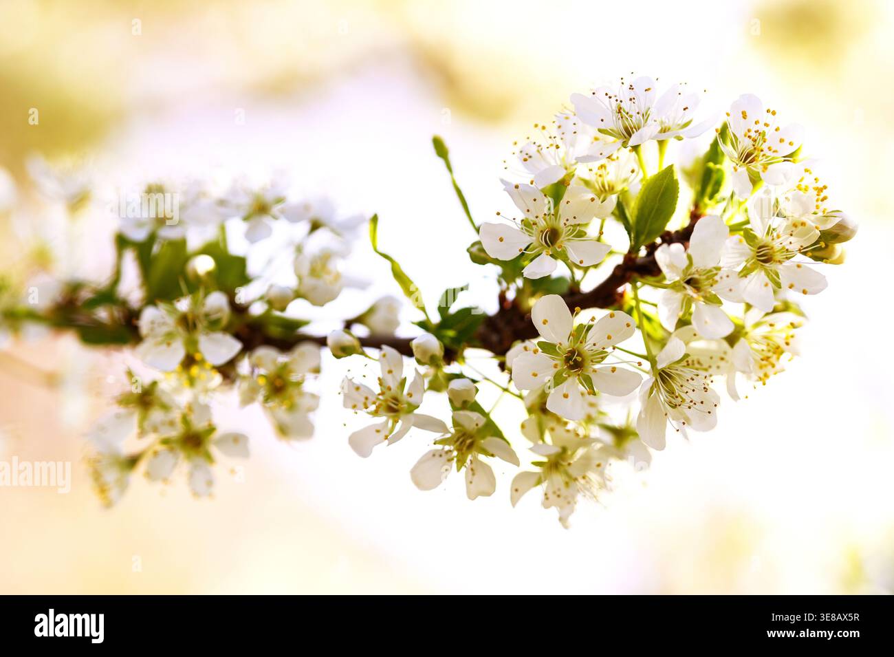 Plum branch in flowers in spring Stock Photo