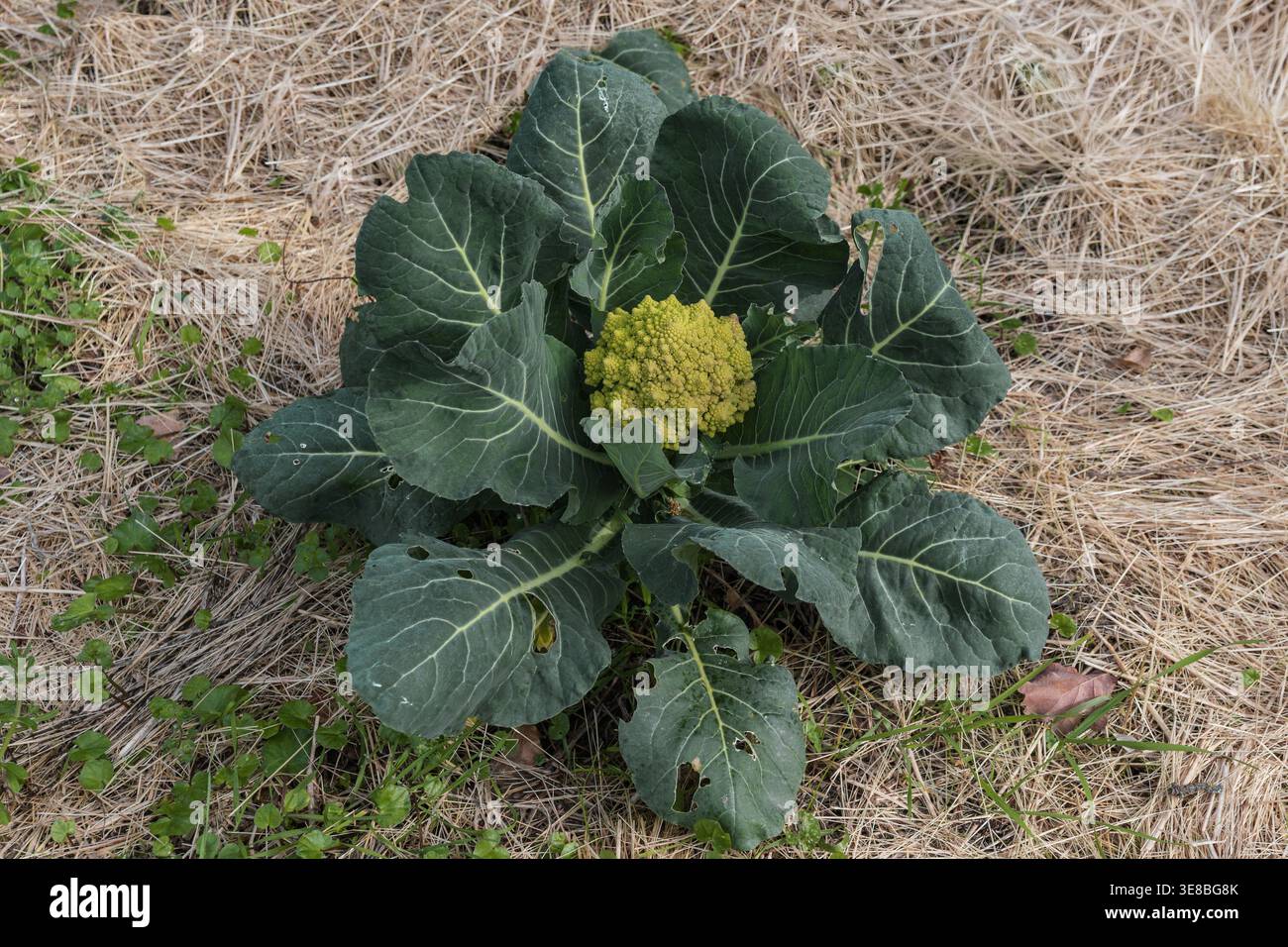 Cabbage species hi-res stock photography and images - Alamy