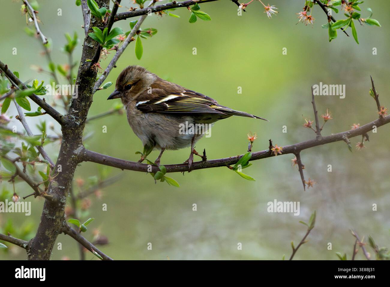 Female Chaffinch perching on spiky twig in woodland Stock Photo