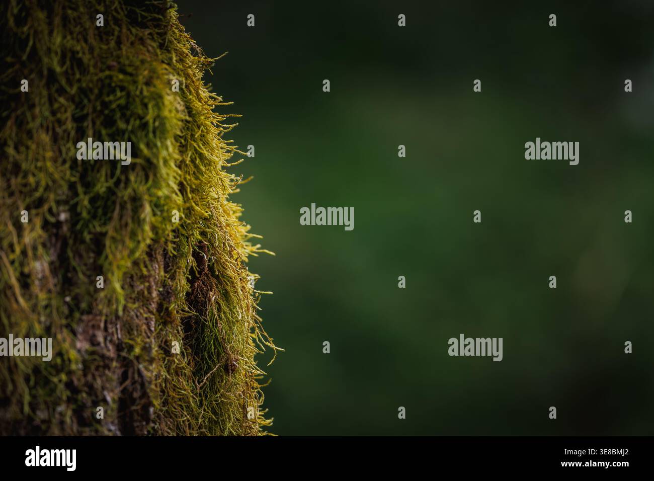 Background of tree bark with green moss Stock Photo