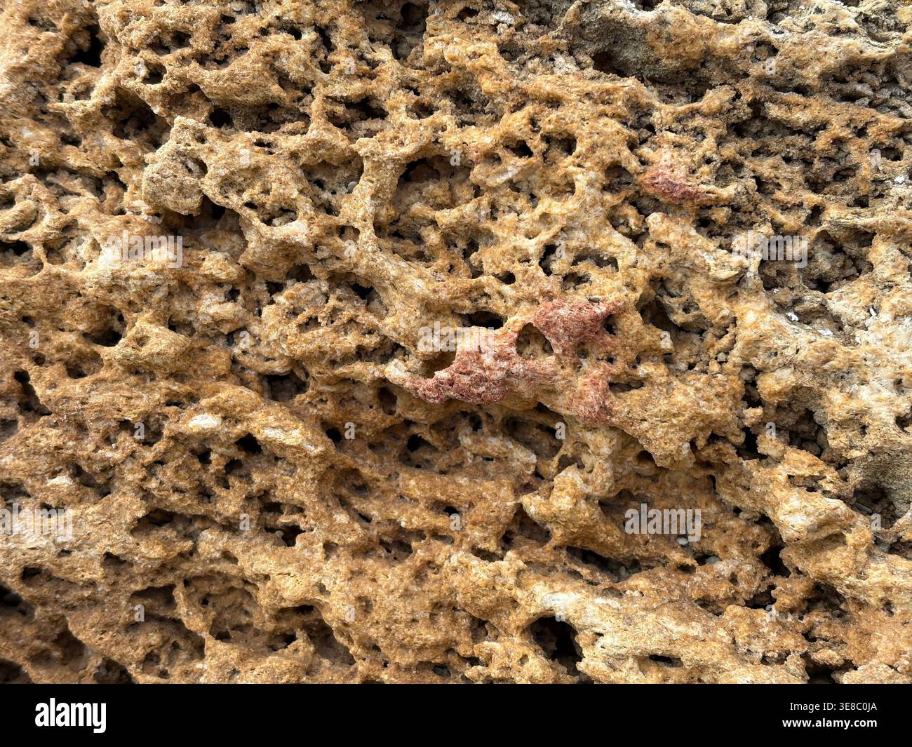Weathered Yellow Shell Rock Surface Texture Stock Photo