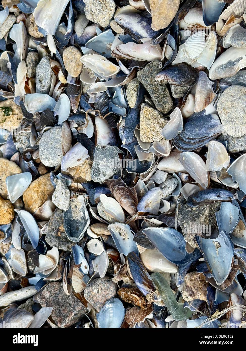 Broken Seashells and Pebble Texture on Coastal Shore Stock Photo
