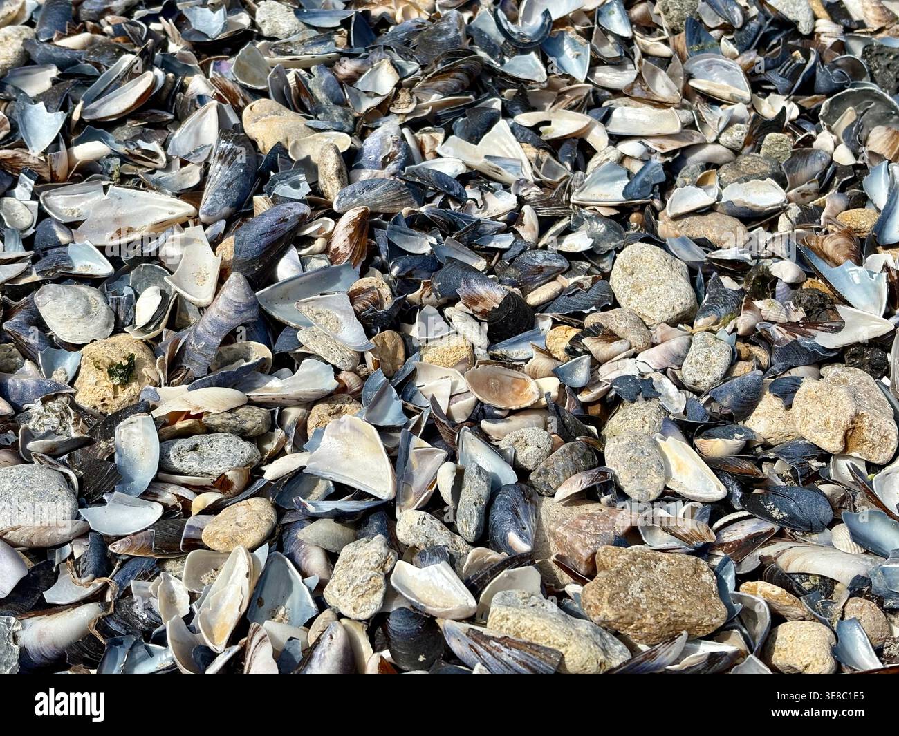 Broken Seashells and Pebble Texture on Coastal Shore Stock Photo