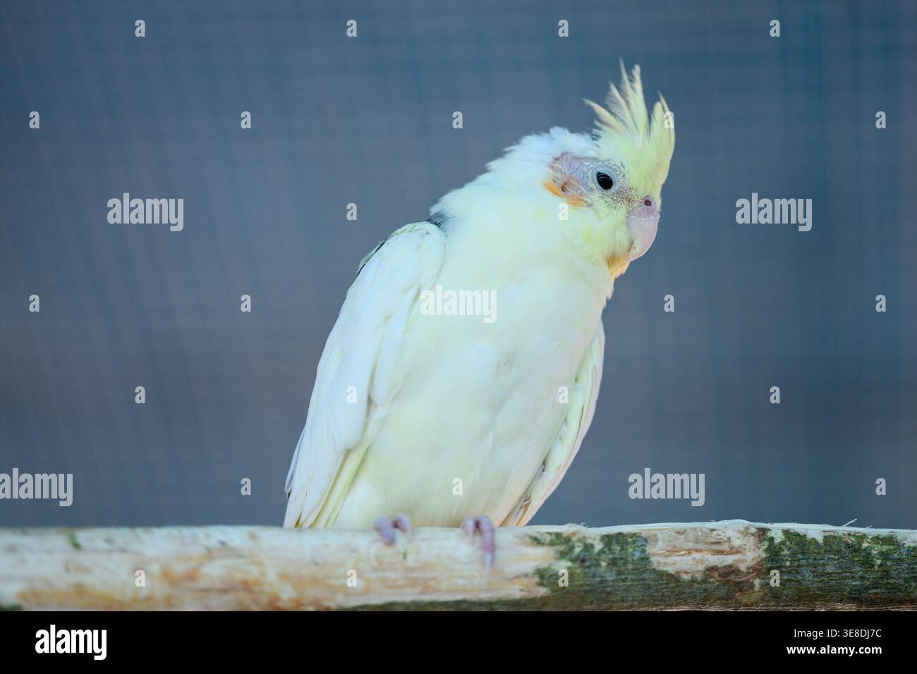 Lutino cockatiel parrot perched on wooden branch. Concept of pet ...