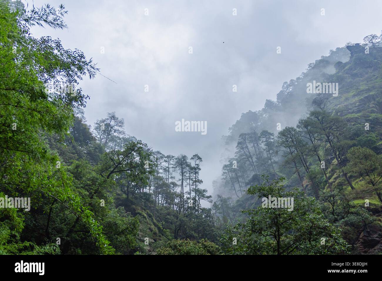 This serene forest landscape features misty mountains and lush green ...