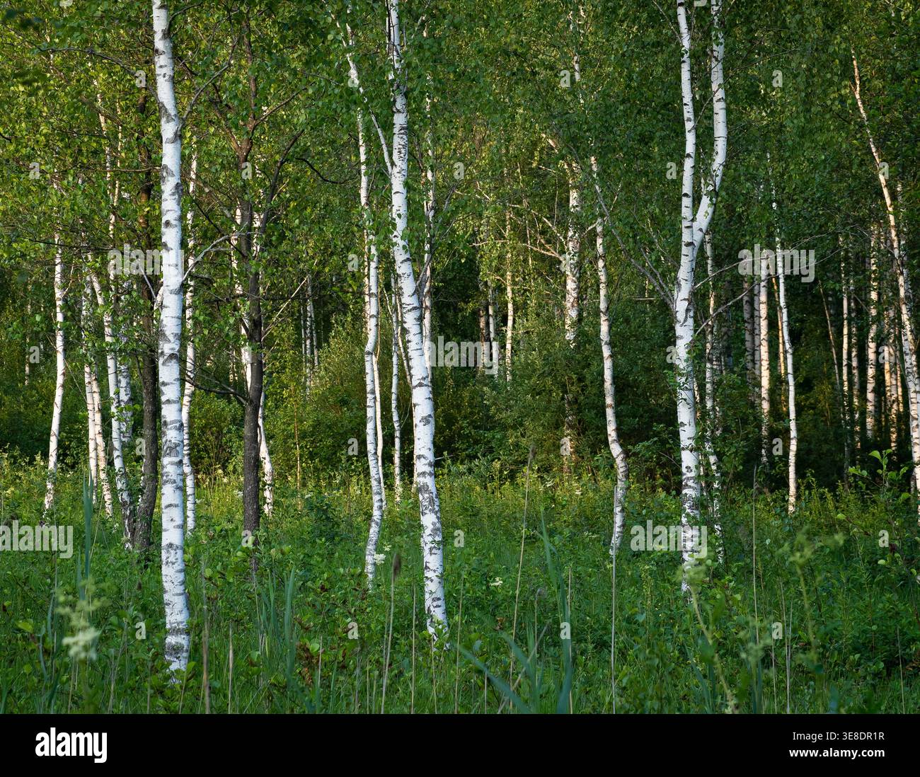 Birch grove with white trunks in summer Stock Photo