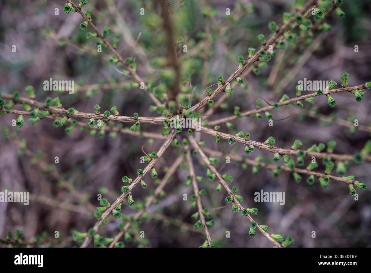 Showcasing radial symmetry hi-res stock photography and images - Alamy