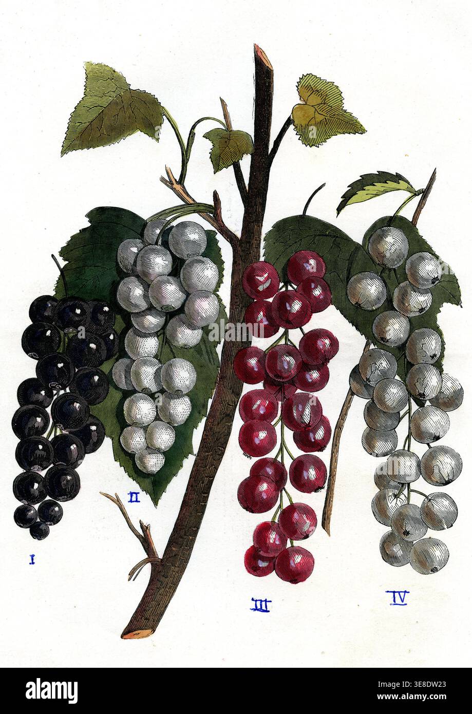 Blackcurrant (Cassis): 1 Black-naped blackcurrant  2 White blackcurrant (Ribes nigrum) 3 Flowering blackcurrant, Blackcurrant flower, or Blood blackcu Stock Photo