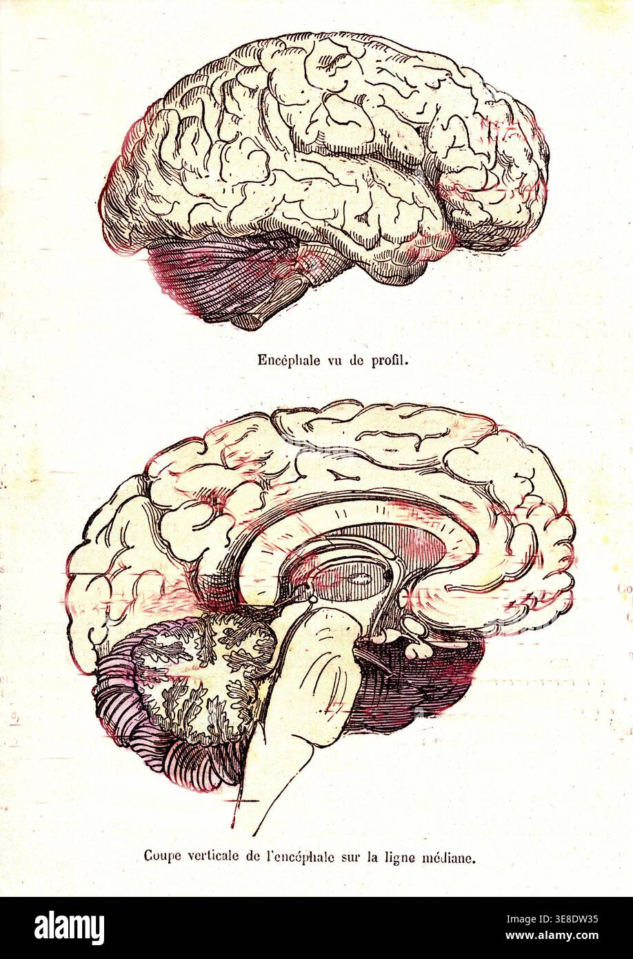 The Brain (Normal Life & Health by J. Rengade) - Top Fig: Side view. Fig 2: Vertical section. Drawing by A. Demarle, 1881 - from "La Vie normale et la Stock Photo