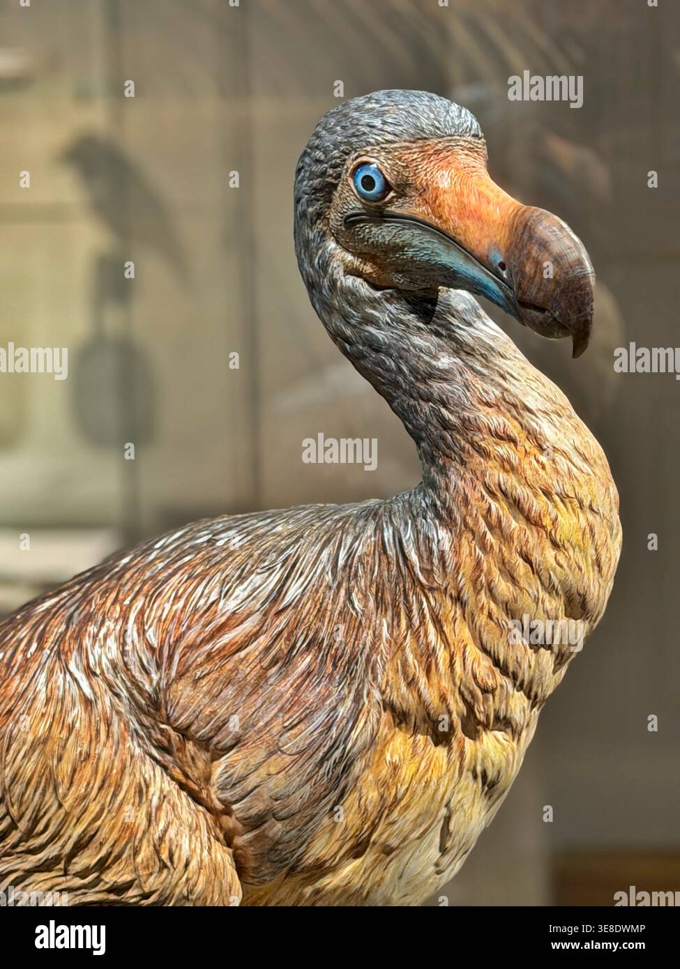 Dodo (Raphus cucullatus) - a model of the extinct bird on display at ...