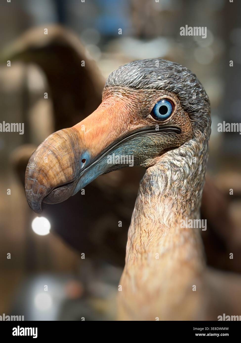 Dodo (Raphus cucullatus) - a model of the extinct bird on display at ...