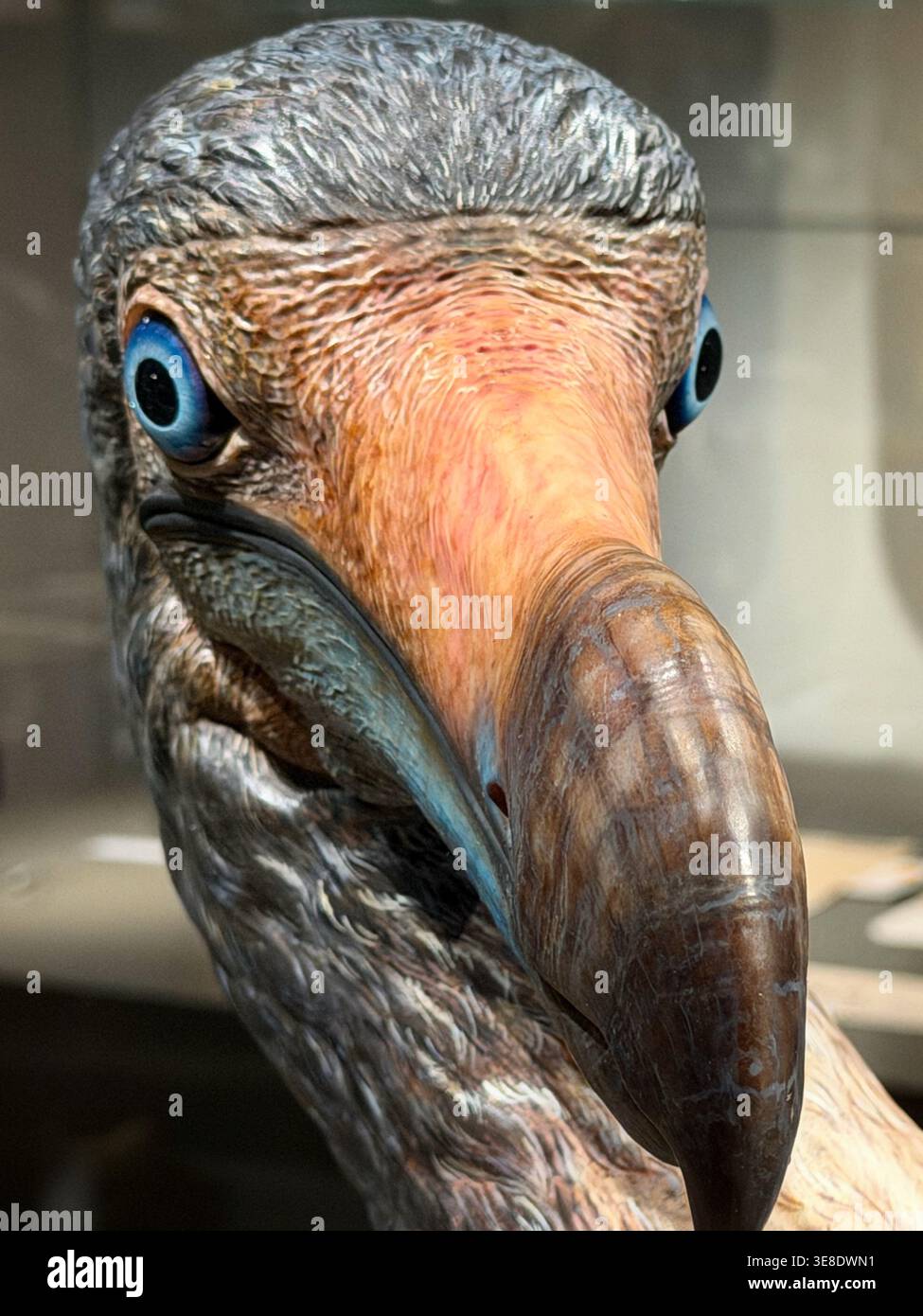 Dodo (Raphus cucullatus) - a model of the extinct bird on display at ...