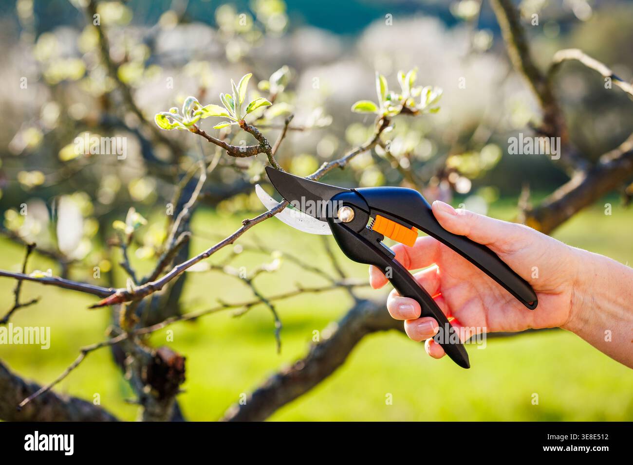Pruning shears. Female gardener pruning branch of fruit tree in garden Stock Photo