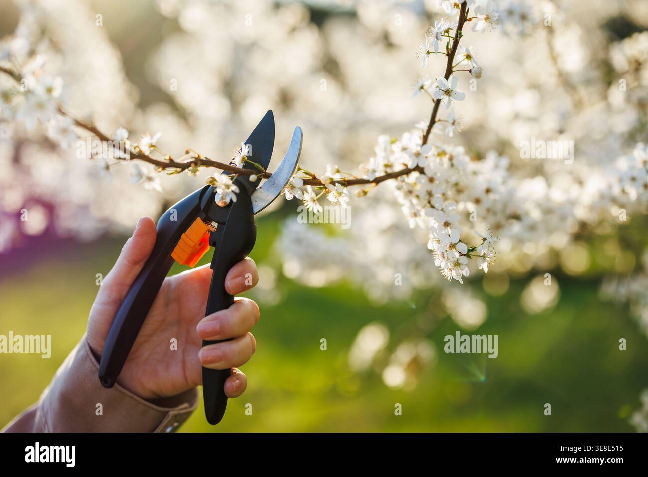 Pruning plum tree in bloom. Gardener cutting branch with pruning shears Stock Photo