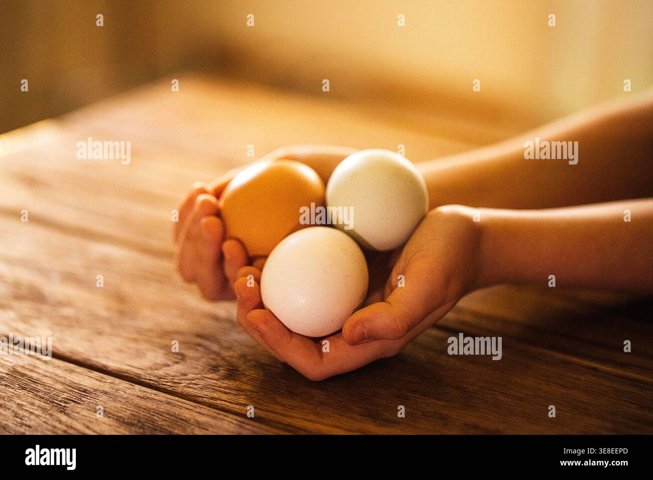 Hands grasp three eggs, one brown and two white, placed on a rustic wooden table with warm, natural lighting enhancing the texture Stock Photo
