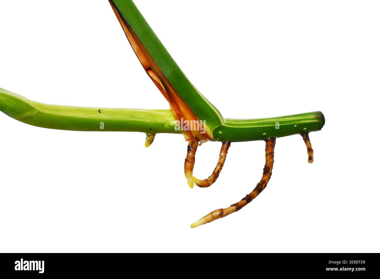 billietiae philodendron Philodendron Billietiae Variegated main image 0