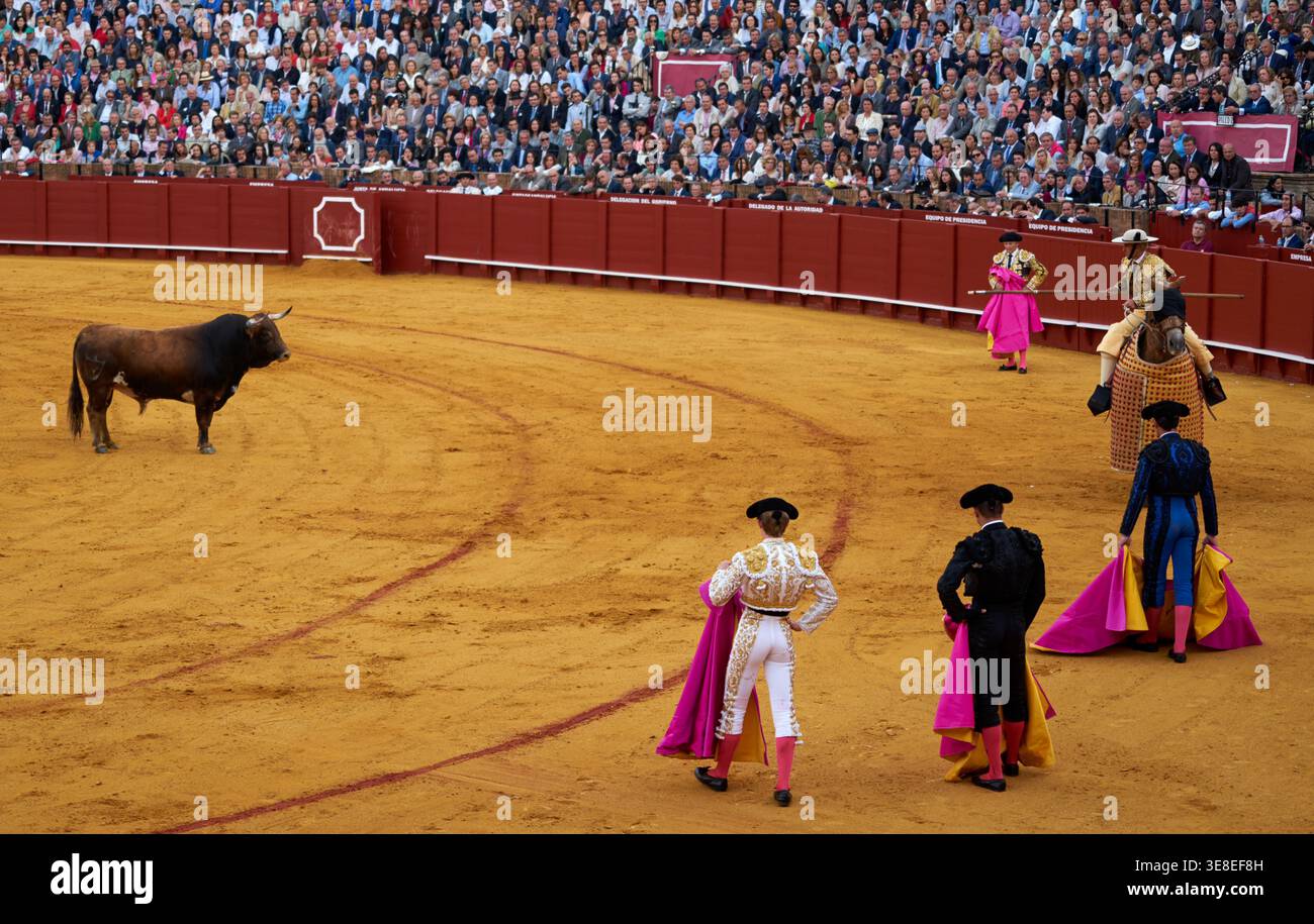 Participants engage in a bullfight in the Seville Arena. The crowd watches closely as the events unfold in the arena. Stock Photo