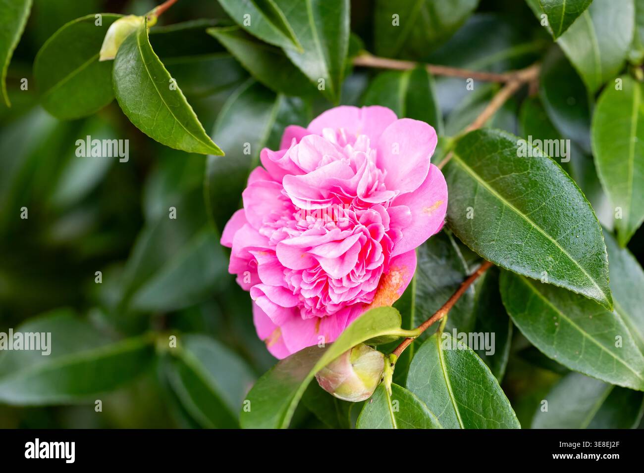 Camellia x williamsii Debbie pink flower in spring. Dorset, England, UK  Stock Photo - Alamy