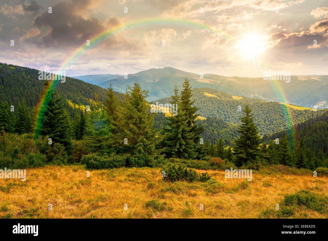 sunset over hillside of mountain range with coniferous forest and grassy meadow. beautiful summer landscape with alp. wonderful nature background of h Stock Photo