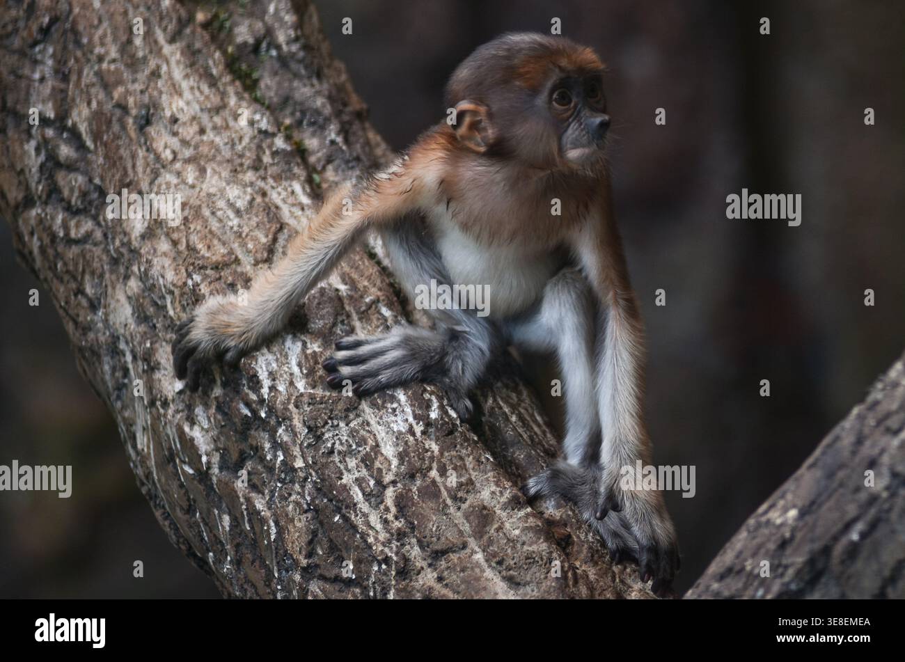 Baby Java Monkey Native to java island hi-res stock photography and images - Alamy
