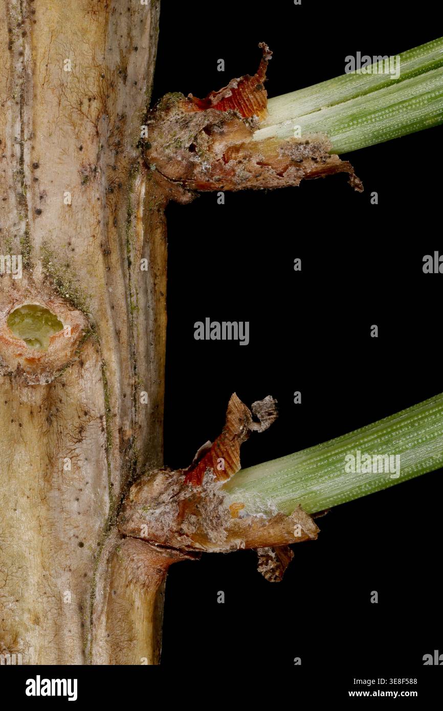 Decurrent leaf base hi-res stock photography and images - Alamy