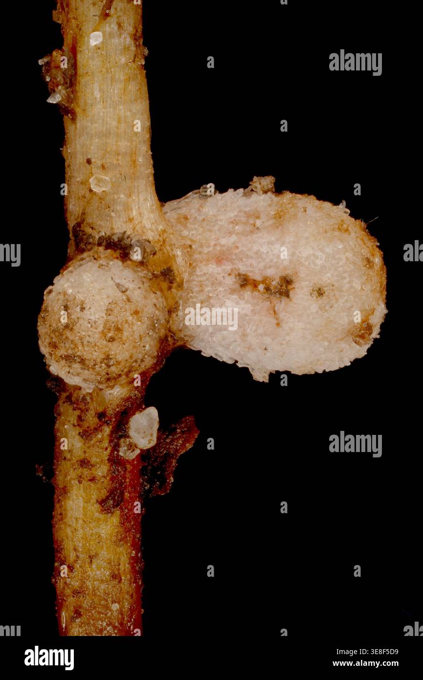 Nodulating Faba Roots Broad Bean (Vicia faba). Root Nodules Closeup Stock Photo - Alamy