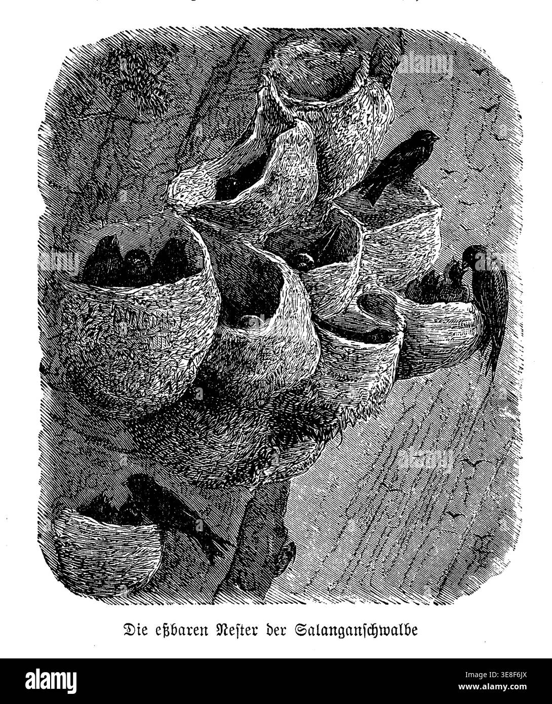 Swiftlet Eating Swiftlet nests. A detailed zoological illustration showing swiftlets ...