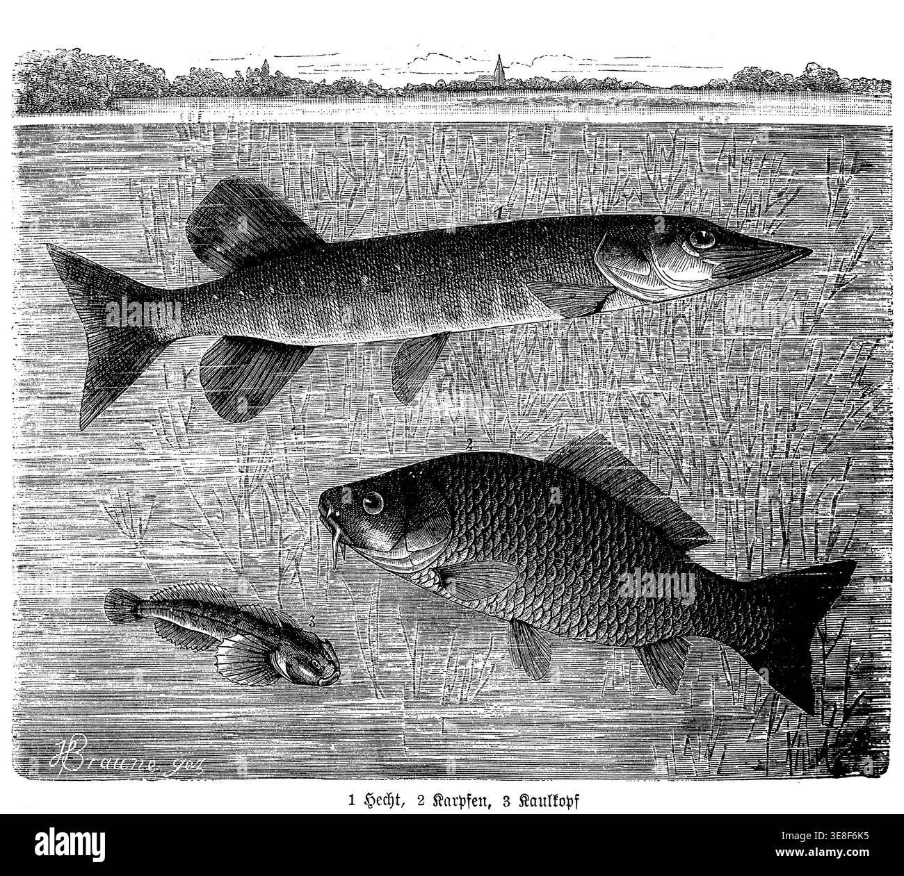 Freshwater species. An antique scientific illustration depicting pike ...