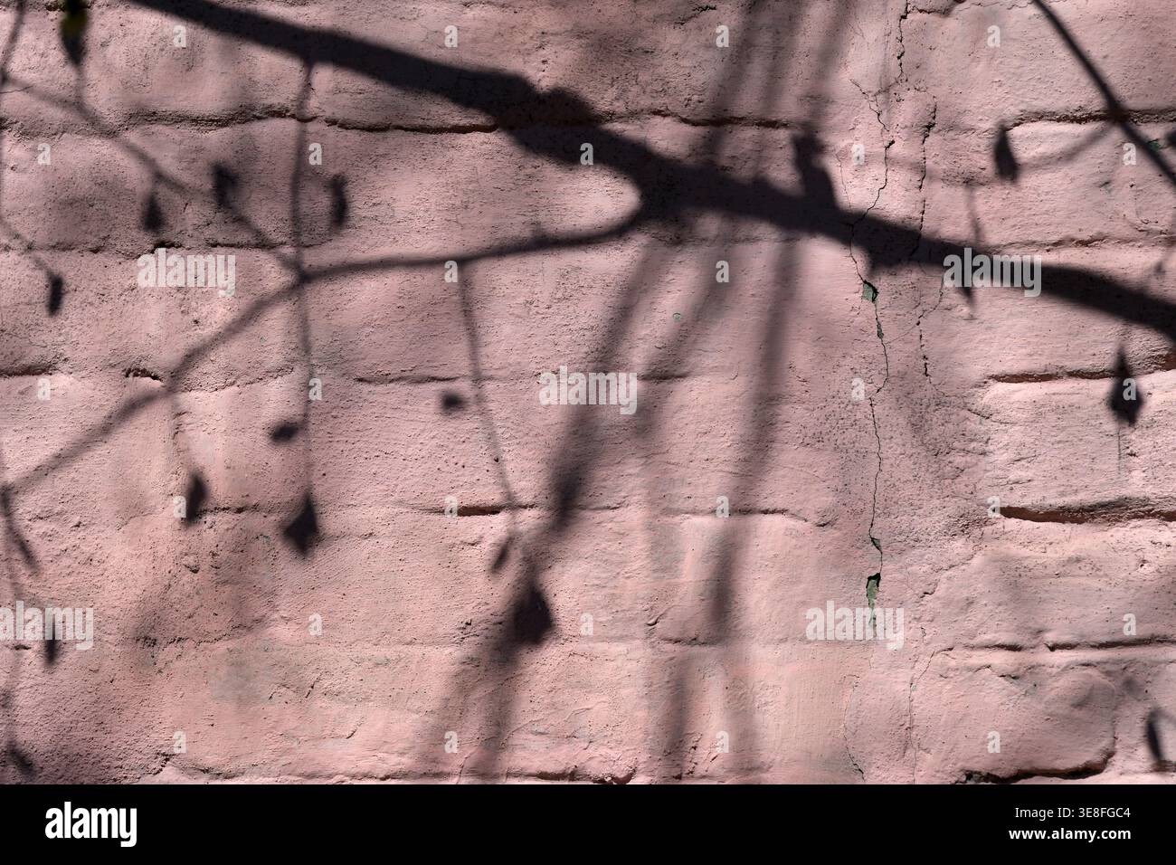 Subtle shadows of branches create an artistic pattern on the wall. Stock Photo