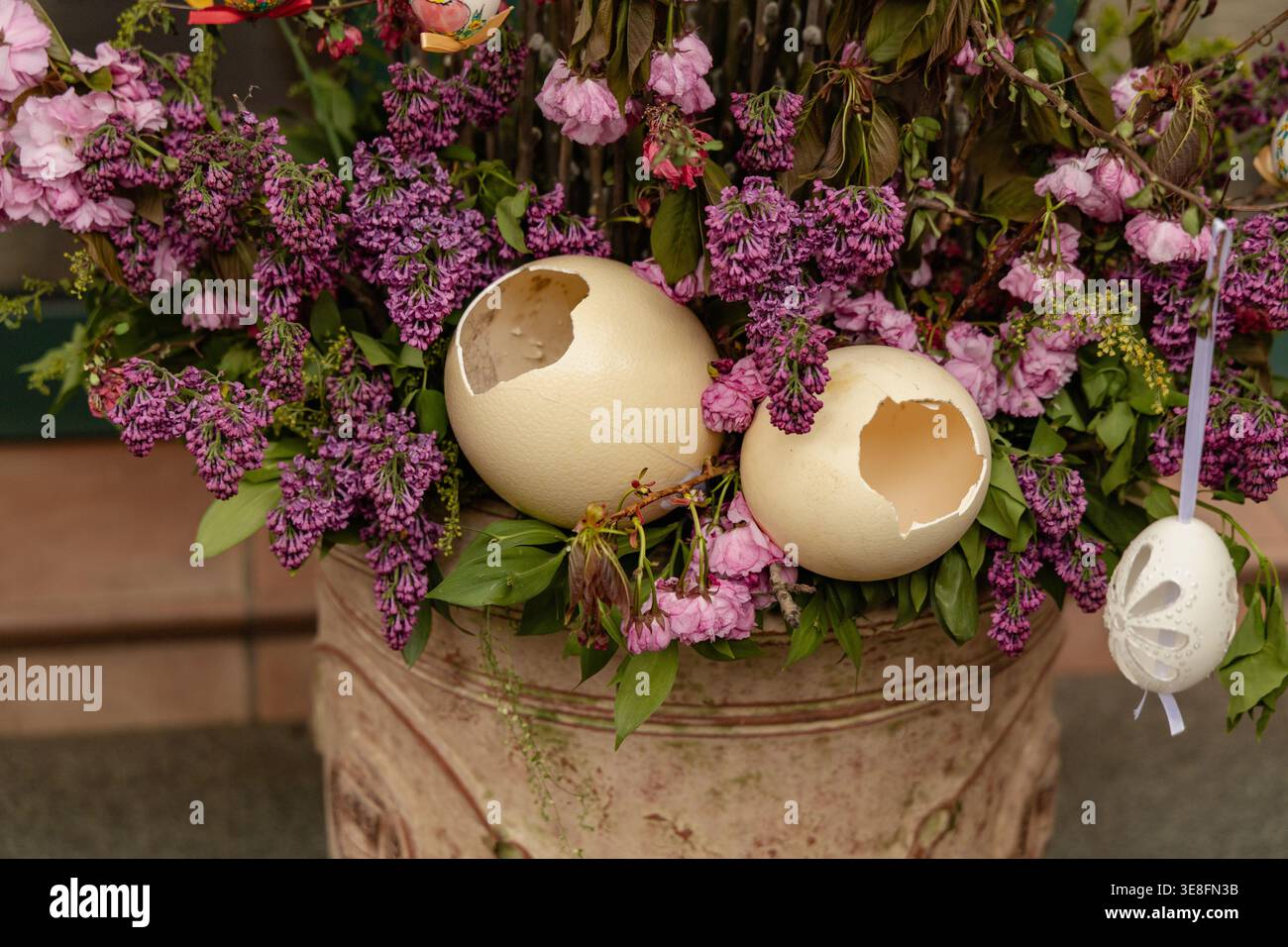 Broken Ostrich Eggshells Among Purple Spring Blossoms Stock Photo