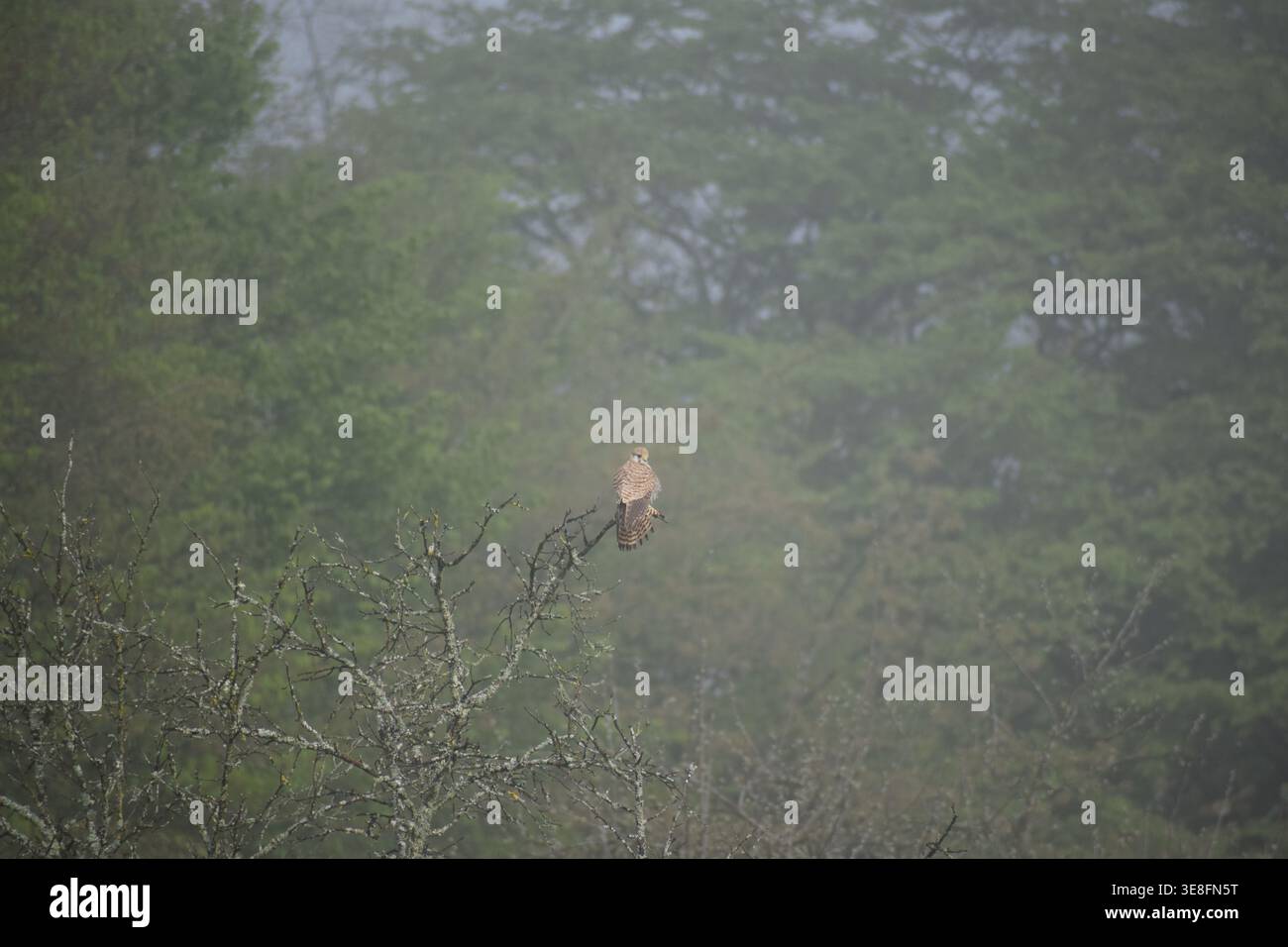 Eagles on dead tree hi-res stock photography and images - Alamy