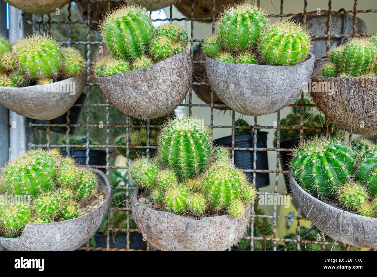 peanuts cactus Echinopsis chamaecereus 'Peanut cactus'  DesertScapeSucculent