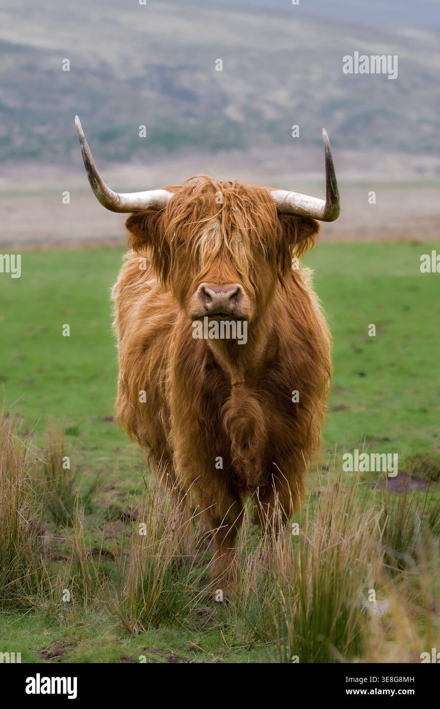 Long curved horns hi-res stock photography and images - Alamy