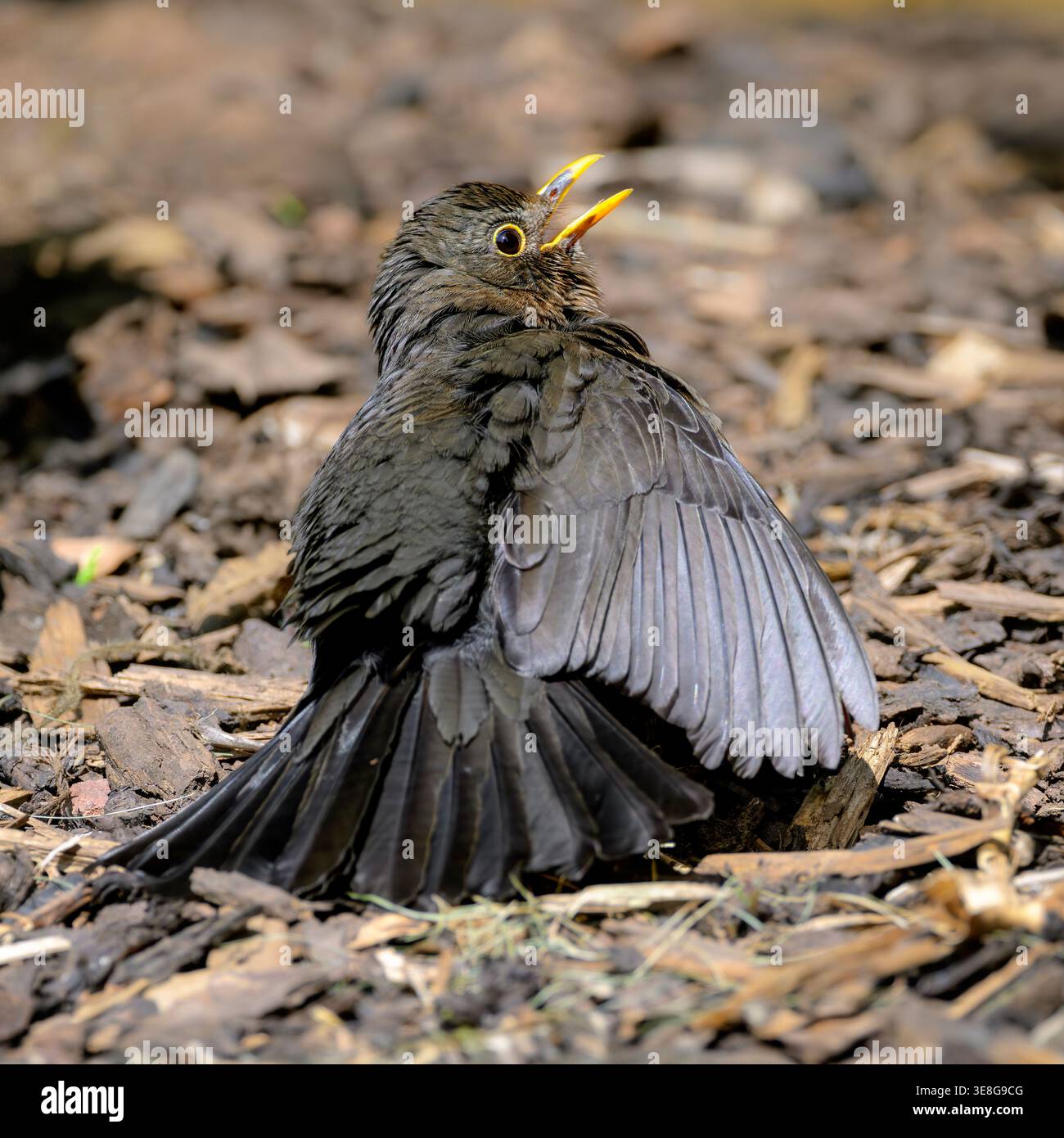 Close up of common blackbird sunbathing with wings spread and beak open on ground in garden, UK wildlife behaviour.   Square image Stock Photo