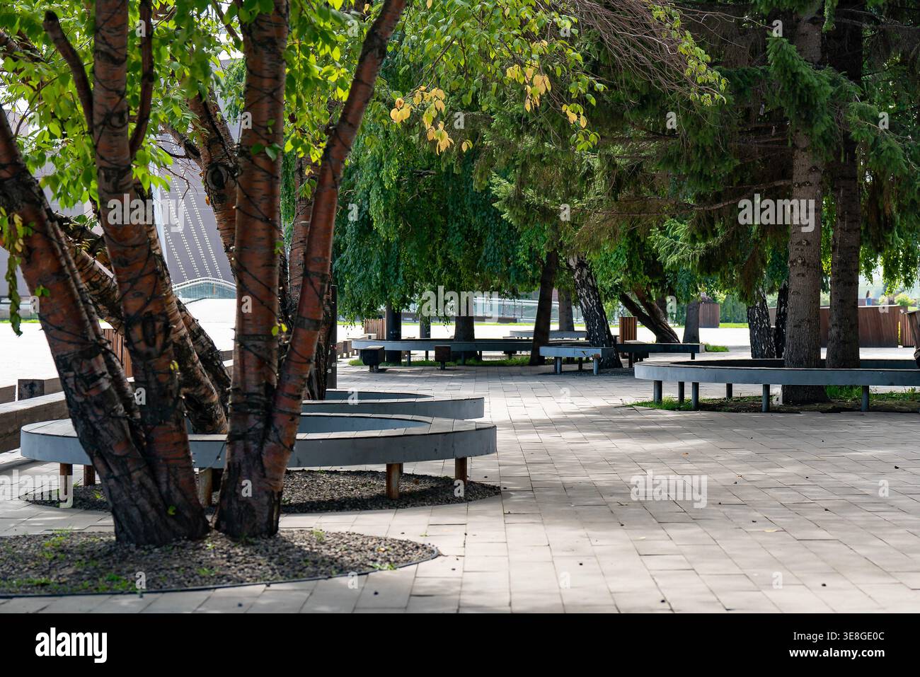 Shaded Urban Park Walkway With Circular Benches And Birch Trees Along ...