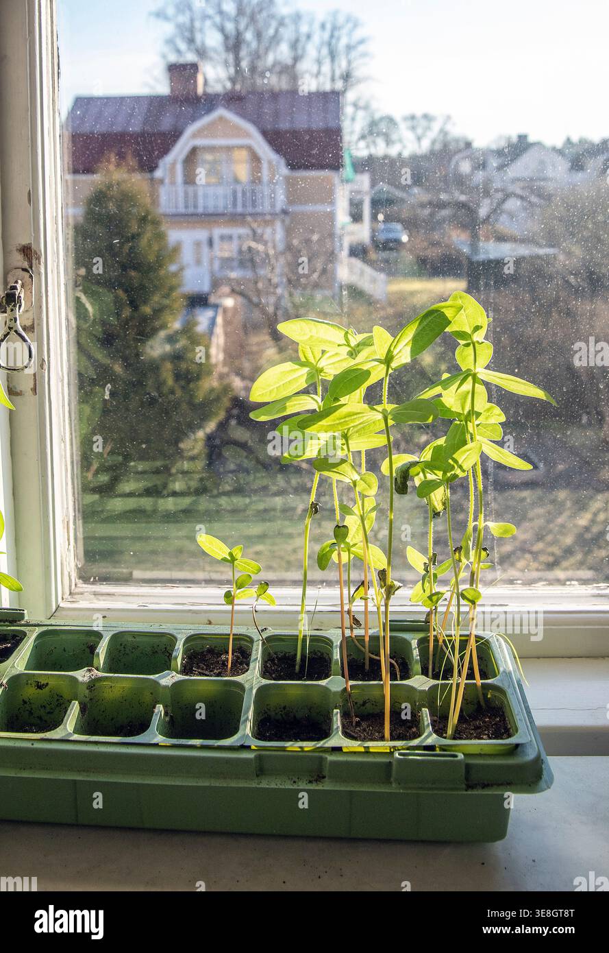 zinnia plants are grown in small plastic pots on the kitchen windowsill Stock Photo