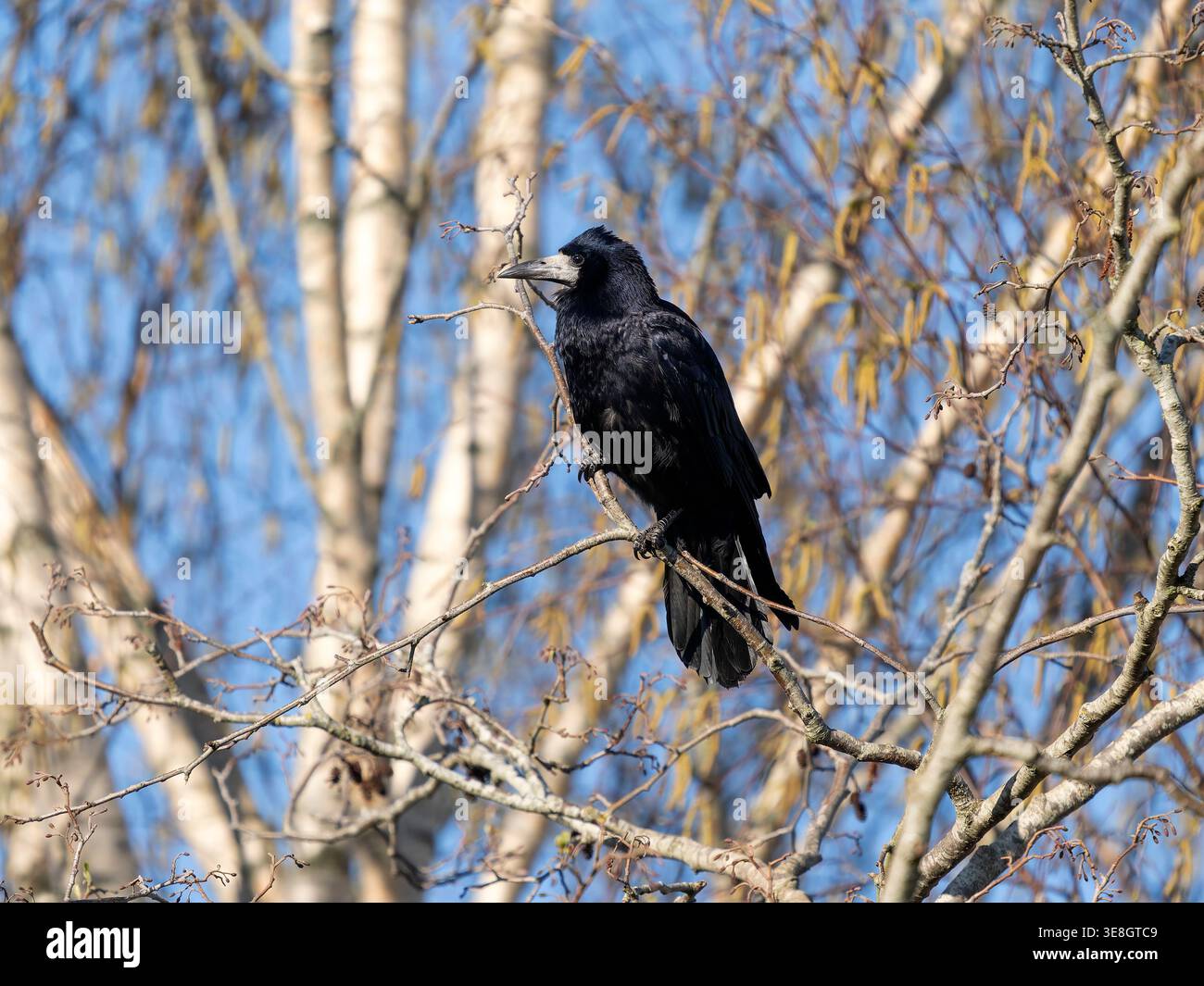 Rook, Corvus frugilegus, single bird in tree, Gloucestershire, March ...